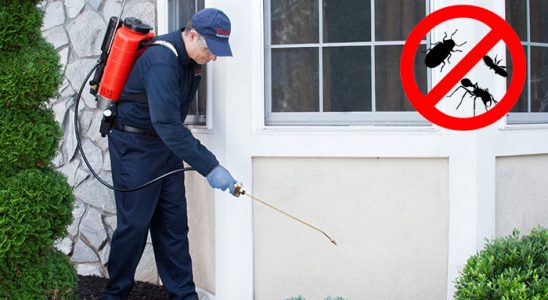 Pazar Kemirgen İlaçlama böcek ilaçlama ve haşere kontrolü — ilaclama-tr.com